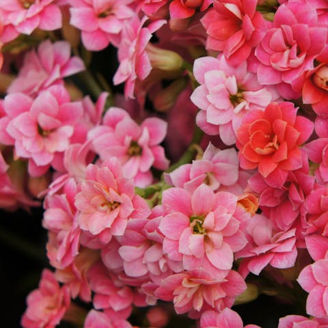 Missouri State Flower: History, Description And General Planting Steps - Flora Queen