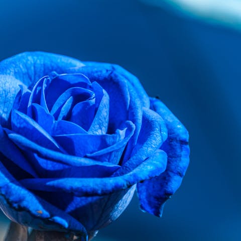 Blue Rose Meaning: Learning More About it - Flora Queen
