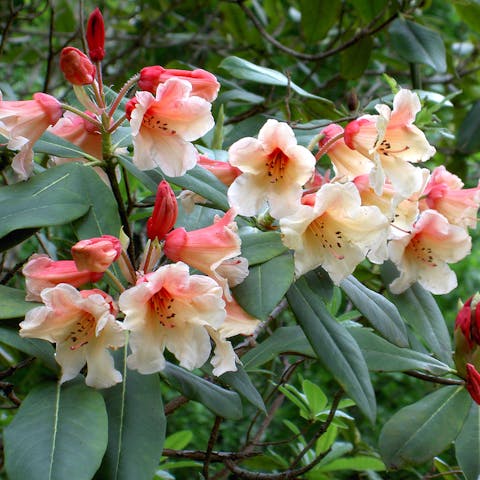 Common Types Of Flowers Have Multiple Shapes And Meanings - Flora Queen