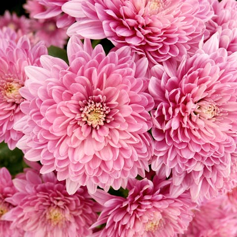 The Chrysanthemum Meaning Is Deep and Full of Emotions - Flora Queen