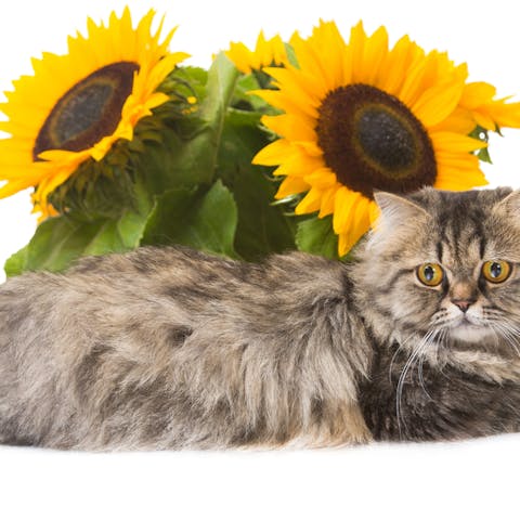Flowers Safe For Cats Are Easy To Find - Flora Queen