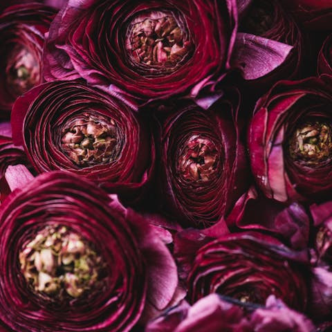 Nature Is Full of Wonderful Dark Purple Flowers - Flora Queen