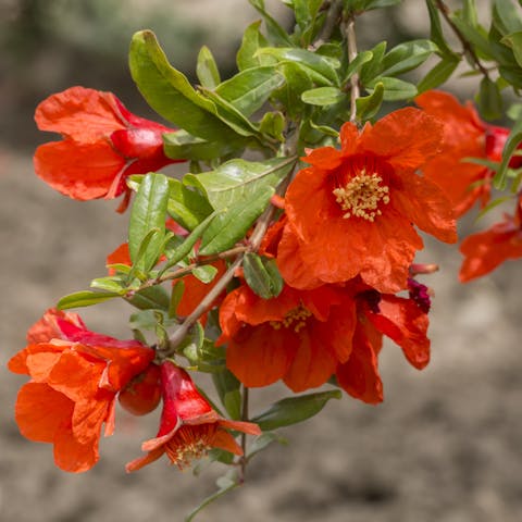 Pomegranate Flower: A Bright Fragrance - Flora Queen