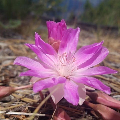Montana State Flower Is a Low-growing Perennial That Spreads in Loose Sand and Hard Places - Flora Queen