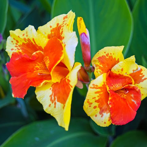 The Canna Flower Is a Beautiful Tropical Plant That Offers Bright Flowers in Summer - Flora Queen