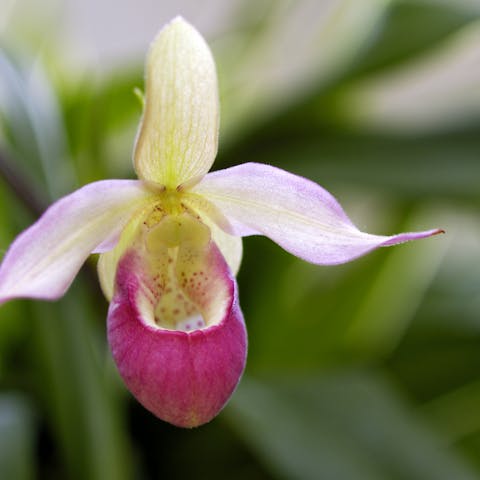 The Minnesota State Flower Is a Spectacular Terrestrial Orchid That You Can Easily Plant in Your Garden - Flora Queen