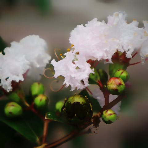 Indica Flower: The Ancient Recreational Flower - Flora Queen