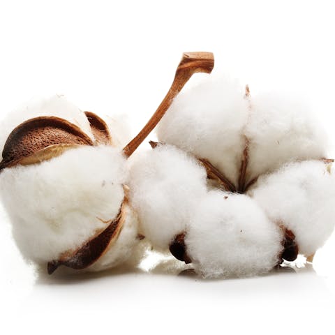 The Cotton Flower – The Fluffy Plant - Flora Queen