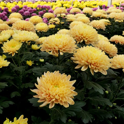 Chrysanthemum: Welcome the Holiday Season with this Beautiful November Flower - Flora Queen