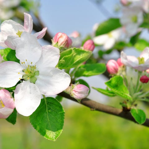 Apple Blossom: Michigan State Flower – Fragranced Beauty - Flora Queen