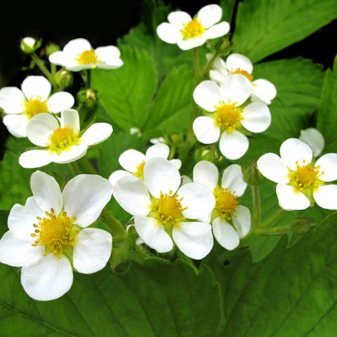 Strawberry Flowers meaning: beauty and joy - Flora Queen