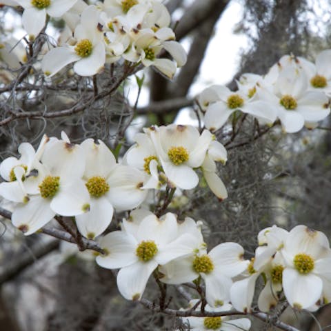 The North Carolina State Flower Is a Decorative Plant That Deserve a Place in Every Garden - Flora Queen