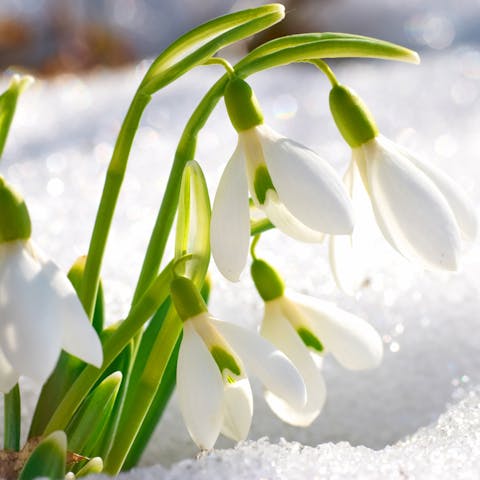 The Snowdrop, the January Flower, Symbolizes Consolation, Purity and Innocence - Flora Queen