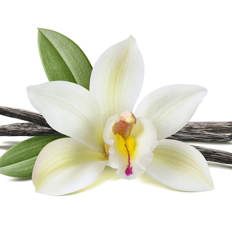 The Vanilla Flower: They Require Investment but It’s Worth It - Flora Queen