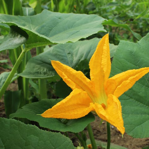 Pumpkin Flower: Everything You Need to Know About - Flora Queen