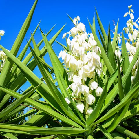 Yucca Flower Is The New Mexico State Flower - Flora Queen