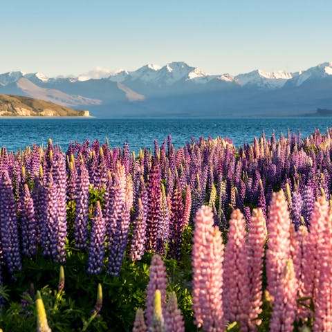 Lupin Flower: A Beautiful Bloom That Comes with a Bite - Flora Queen