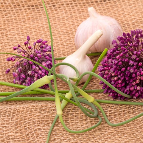 Garlic Flowers Information & Facts: Both Delicious & Beautiful - Flora Queen