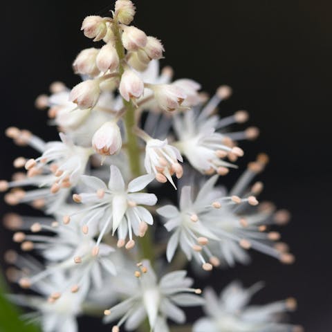 The Foam Flower, A Fragile Beauty - Flora Queen