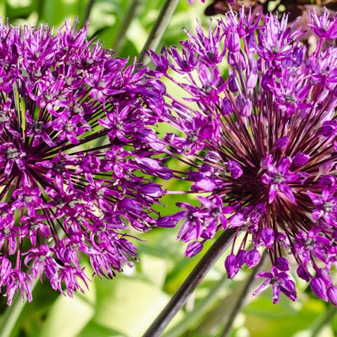 The Onion Flower: The Secret Beauty - Flora Queen