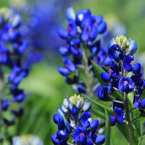 Bluebonnet Flower: A Gorgeous Bloom to Add to Your Home’s Garden - Flora Queen
