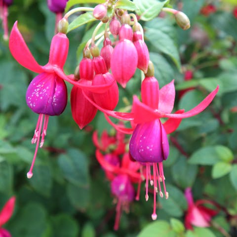 Fuchsia Flower: From Origins to How to Make It Bloom - Flora Queen