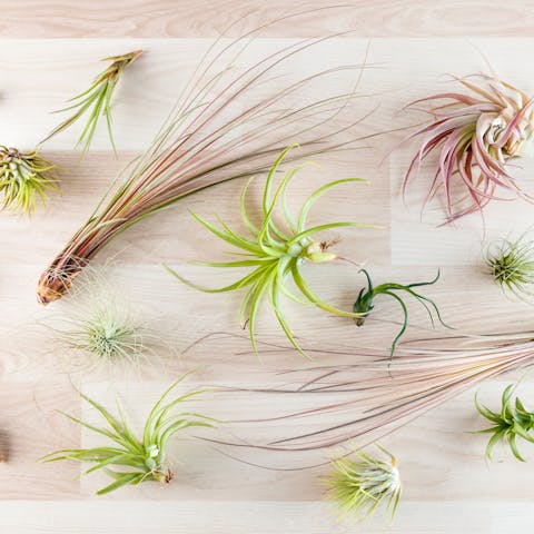 What You Should Know About Growing Different Types of Air Plants - Flora Queen