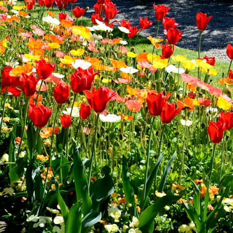Tulip Meaning – Choose The Best Colorful Tulips To Share Your Happiness With Your Loved Ones - Flora Queen