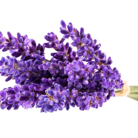 How to Send Flowers to a Hospital - Flora Queen