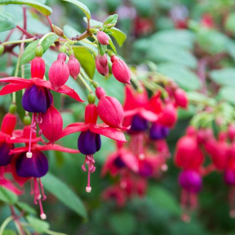 All About the Fuchsia Flower, an Exotic and Unique Plant - Flora Queen