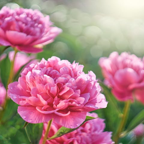 Peony: the Imperial Flower - Flora Queen