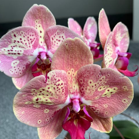 How to Rebloom Orchids: A Brief Guide - Flora Queen