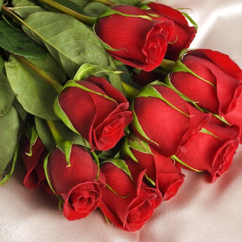 Learning More About Roses, the Official June Flower - Flora Queen