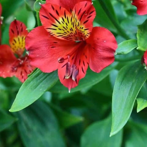 The Beauty of Red in Flowers - Flora Queen