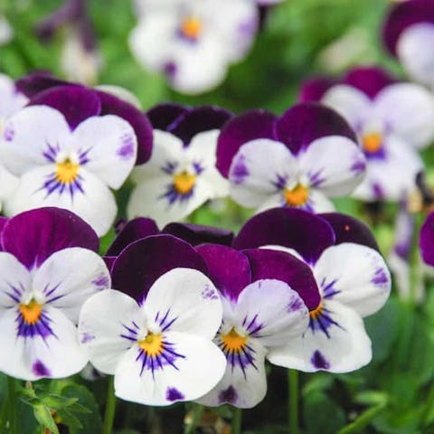 Violet Flower Meaning: The Multipurpose Ancient Flower - Flora Queen