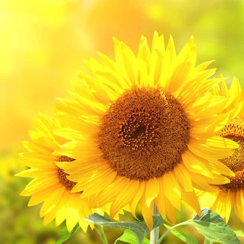 Yellow Flowers to Add to Tropical Gardens - Flora Queen