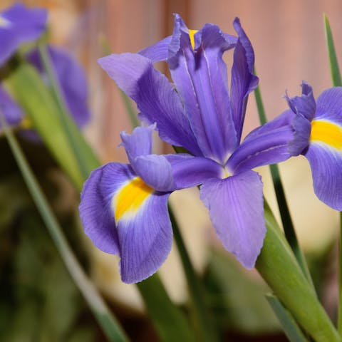 Iris Flower Meaning: A True Beauty to the Human Eye - Flora Queen