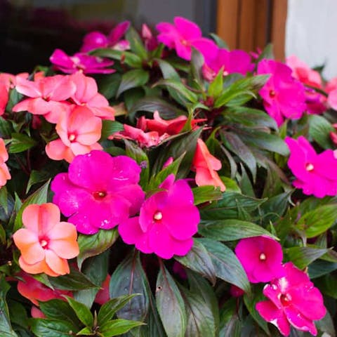 Impatiens Flowers Bring Cheerfulness and Charm to Your Garden in Summer - Flora Queen