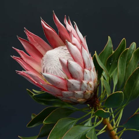 Tropical Leaves: The Wild Untamed Jungle - Flora Queen