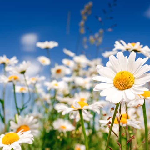 Learning of the Different Types of Daisies - Flora Queen