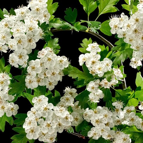 Hawthorn Flower Meaning: Beautiful and Useful in Healing - Flora Queen