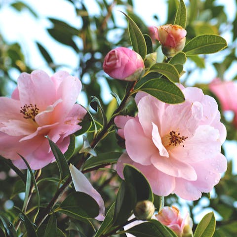 Camellia Flower Meaning: Plus Their History and Care - Flora Queen