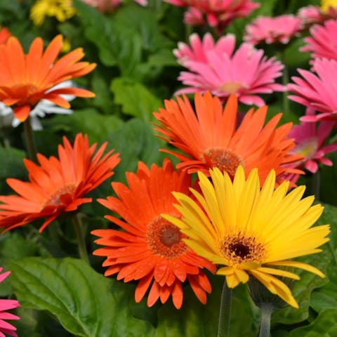 Uncovering the Meaning of the Daisy - Flora Queen