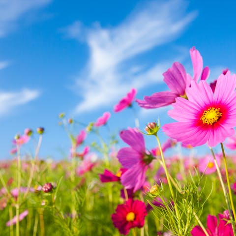 Early Spring Flowers: Gardening for an Early Spring - Flora Queen