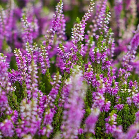 The Heather Flower: A Beautiful and Powerful Symbol - Flora Queen