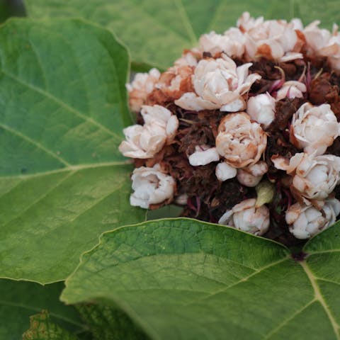 The Beautiful Hydrangea Types You Can Put in Your Garden - Flora Queen