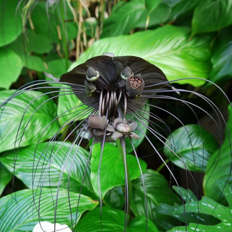 Black Flowers, a Symbol of Mystery and Uniqueness - Flora Queen