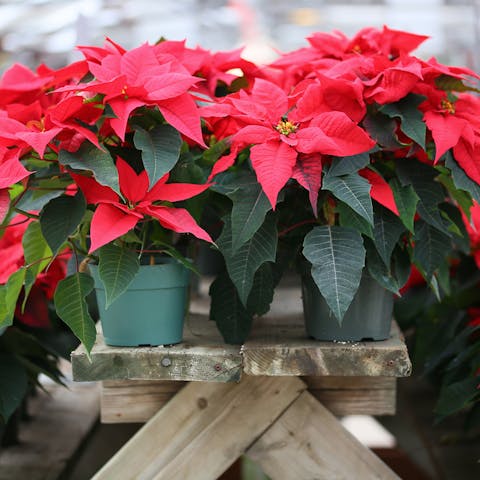 Poinsettia Flower to Your Loved Ones - Flora Queen