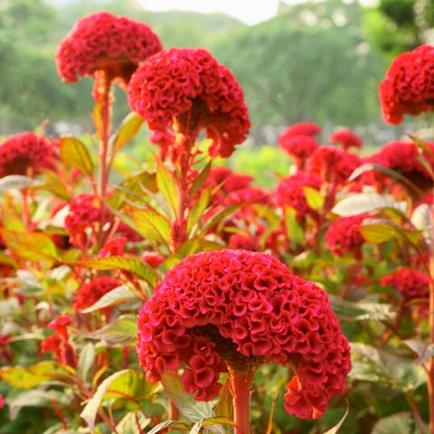 Cockscomb Flower – Original Touch of Beauty - Flora Queen