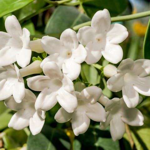 Choose the Most Brilliant Tropical Flower for Your Garden - Flora Queen